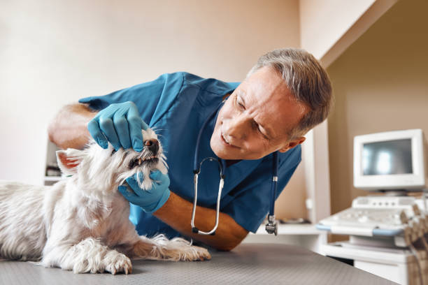 Best Emergency Gum Treatment in Temecula, CA